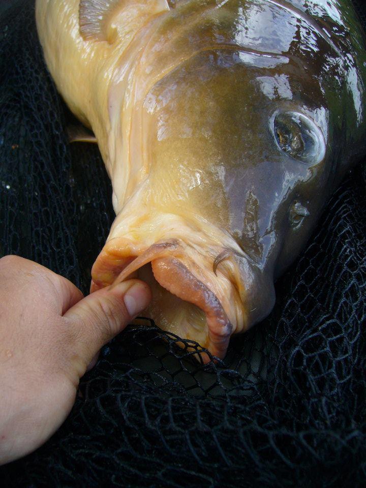 Ma passion !!! - 3892283973344250531283217198n.jpg